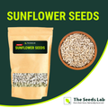 Plain Sunflower Seeds